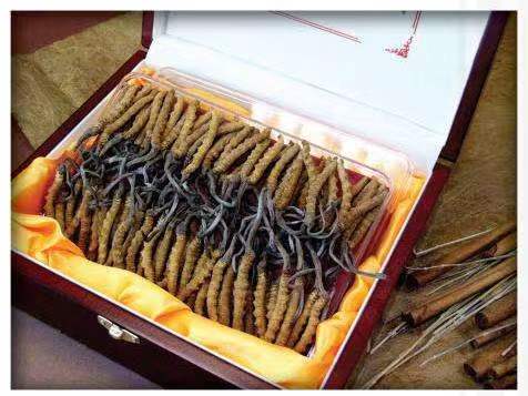 汉寿冬虫夏草回收